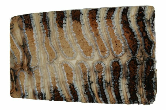 Fossil Mammoth Molar Slab - Siberia #215334